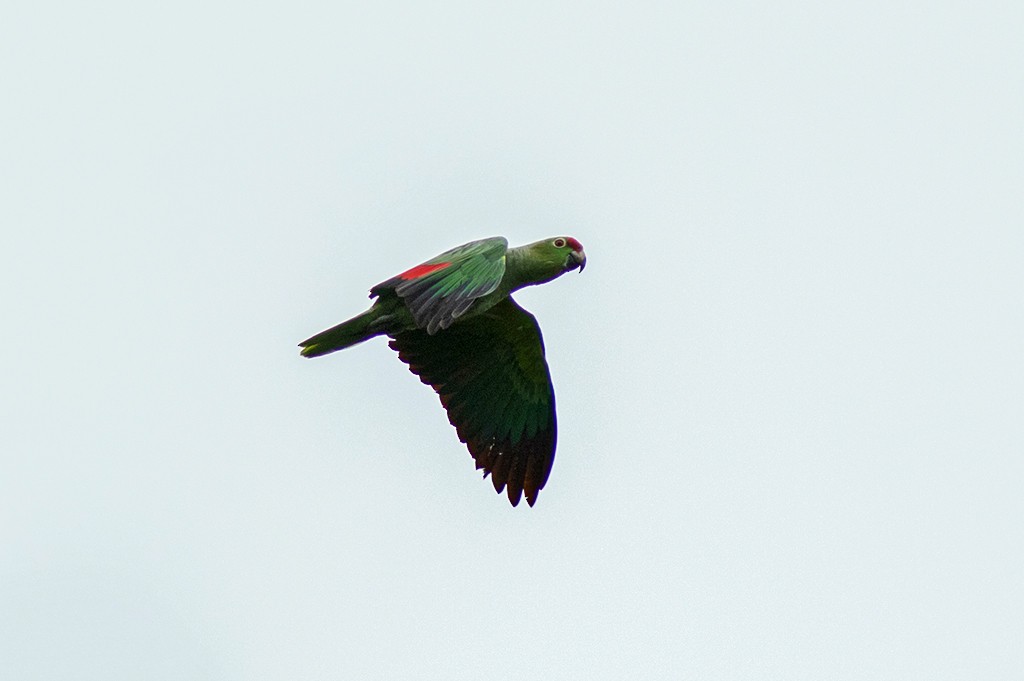 Red-lored Parrot - ML109915751