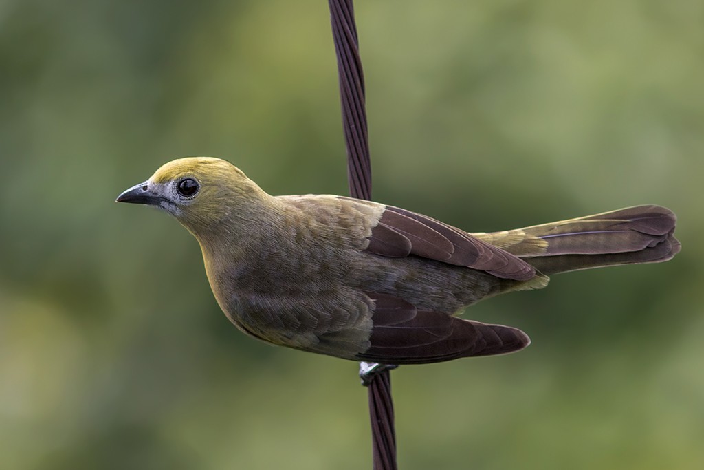 Palm Tanager - ML109916291