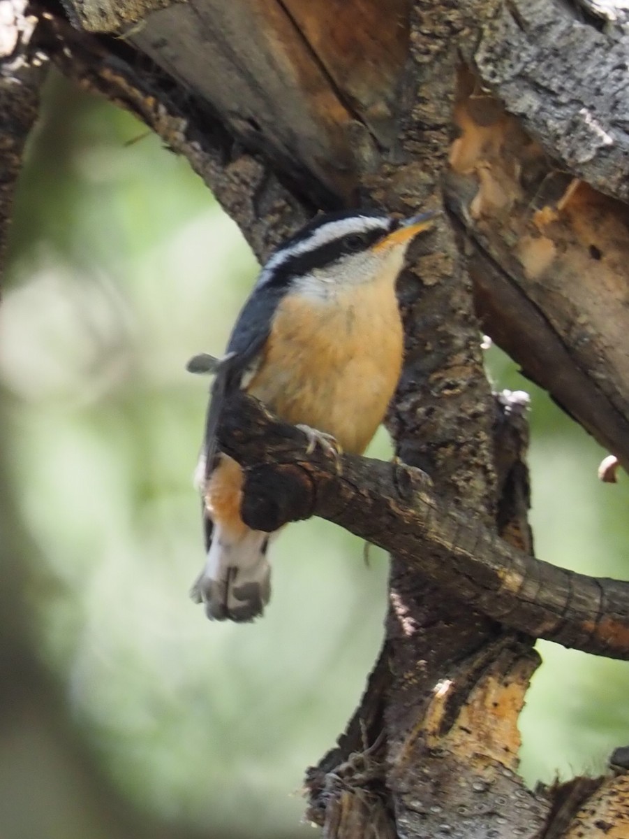 Red-breasted Nuthatch - Sarah Preston