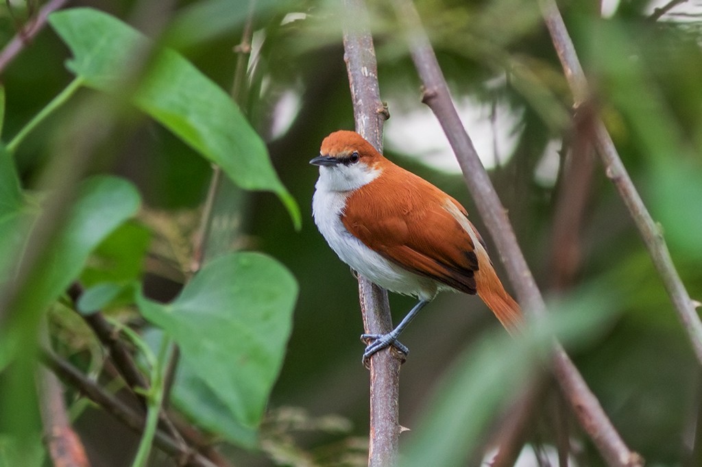 Red-and-white Spinetail - ML109917471