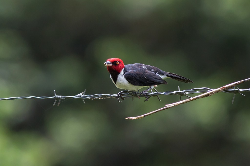 Red-capped Cardinal - ML109917731