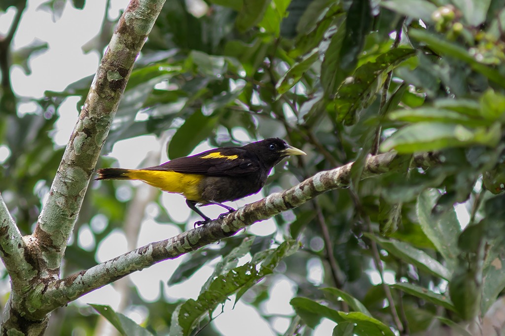 Yellow-rumped Cacique - ML109918151