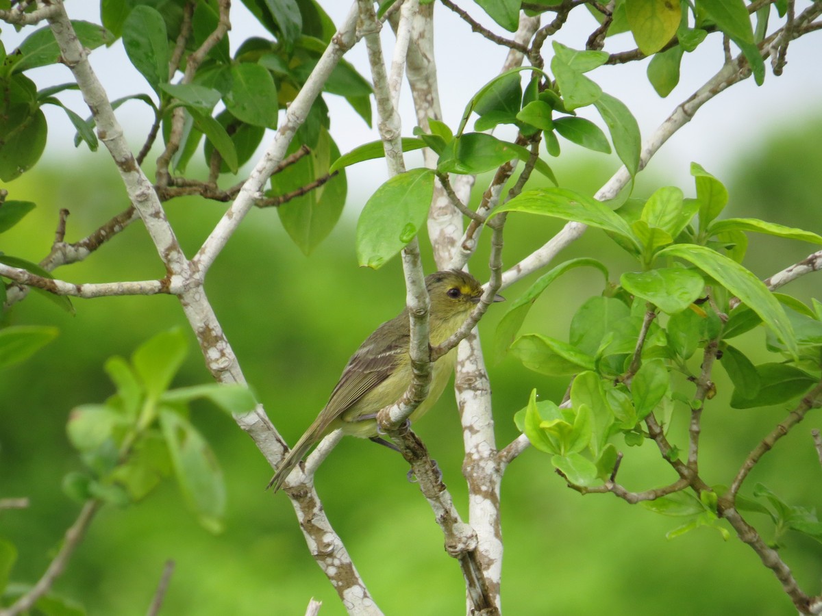 Mangrove Vireo - Gabriel Utria - Quetzal Birdwatch