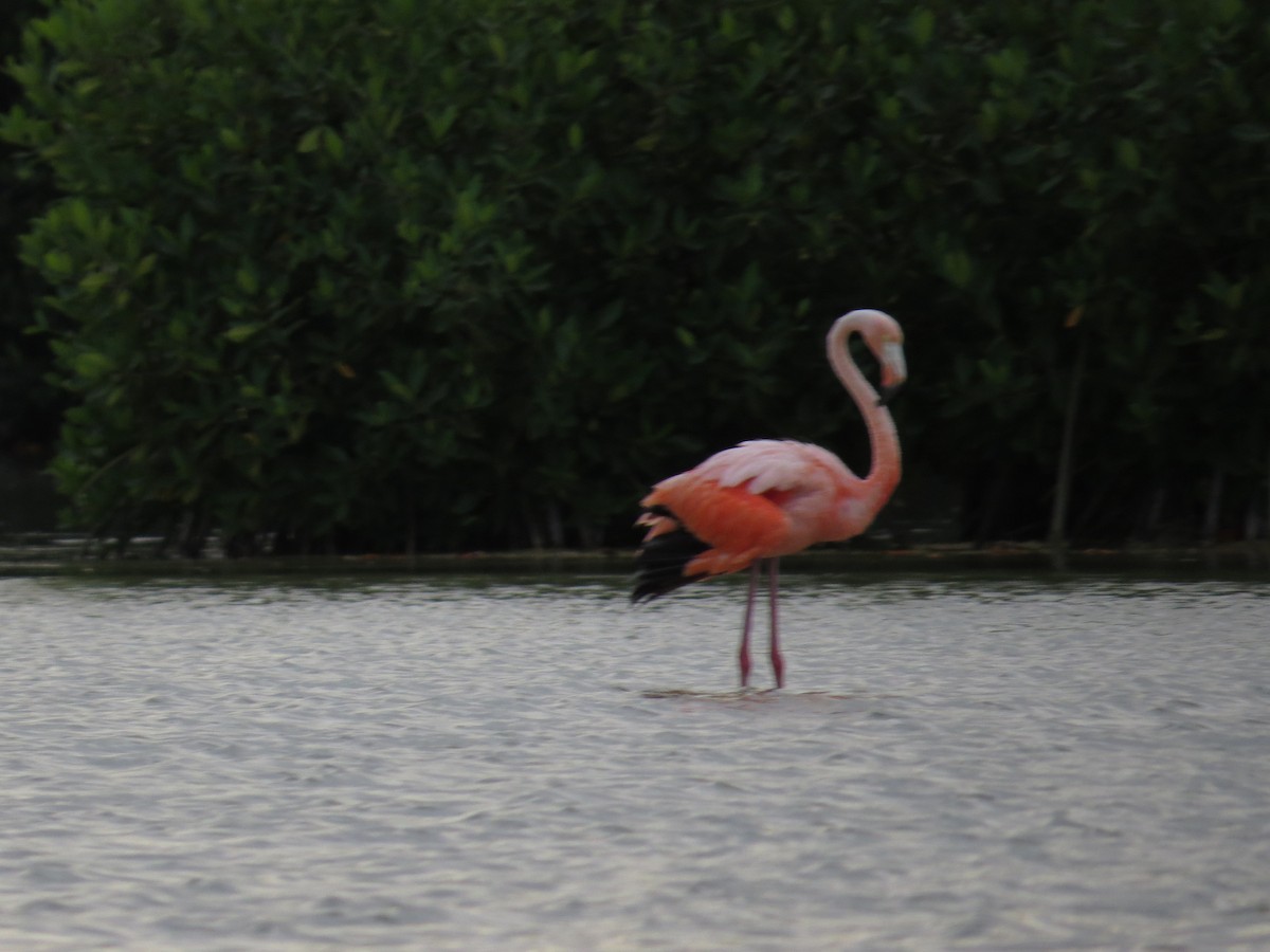 Amerika Flamingosu - ML109921041