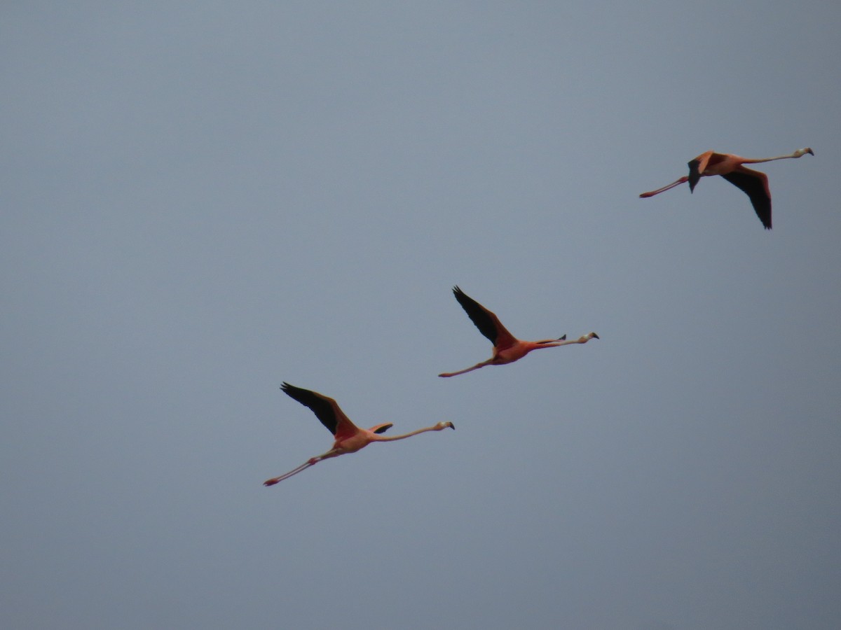 American Flamingo - Gabriel Utria - Quetzal Birdwatch