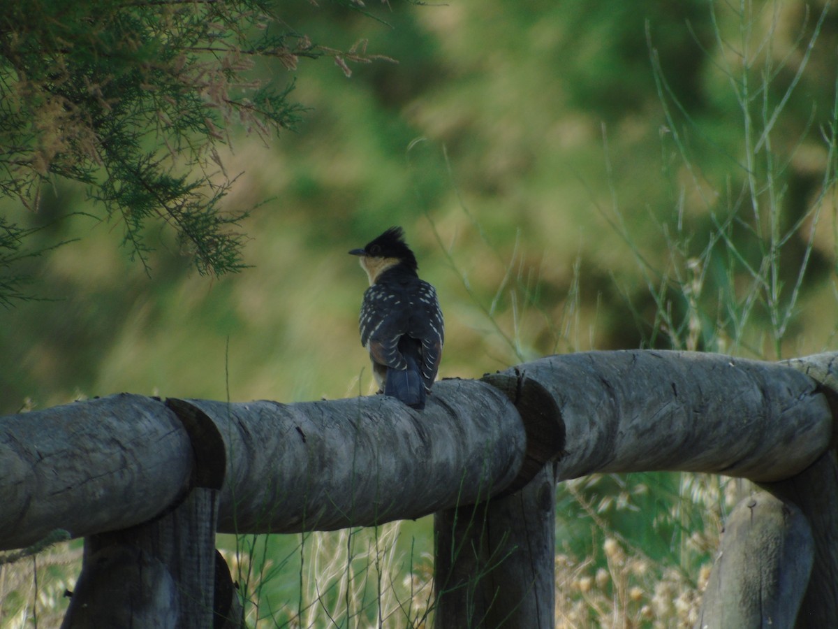 Great Spotted Cuckoo - ML109925641