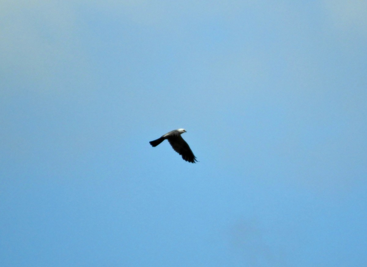 Mississippi Kite - alice horst
