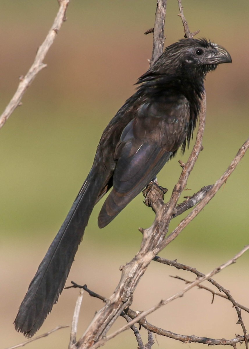 Groove-billed Ani - Teresa Connell