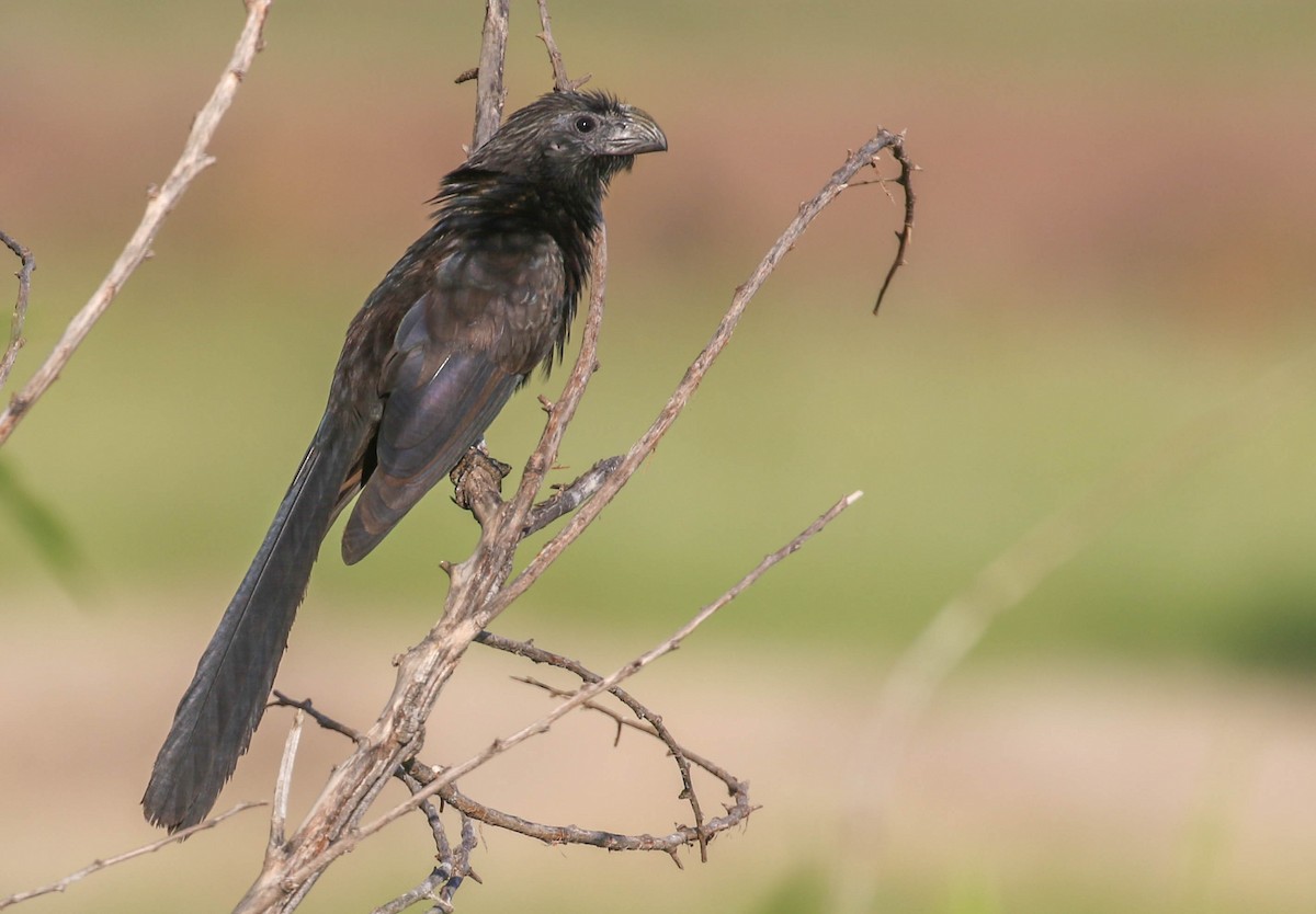 Groove-billed Ani - Teresa Connell