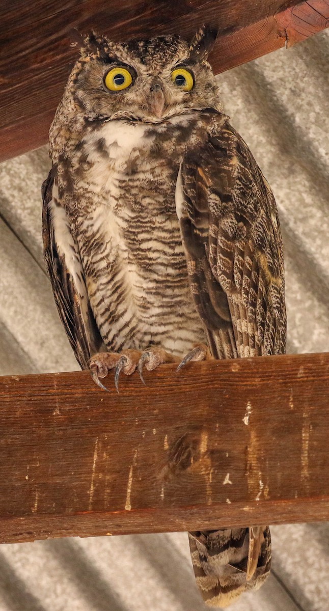 Great Horned Owl - Teresa Connell