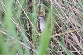  - Fly River Grassbird