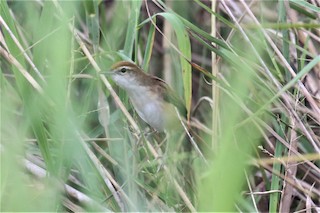  - Fly River Grassbird