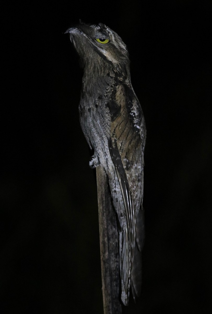 Common Potoo - Andre Moncrieff