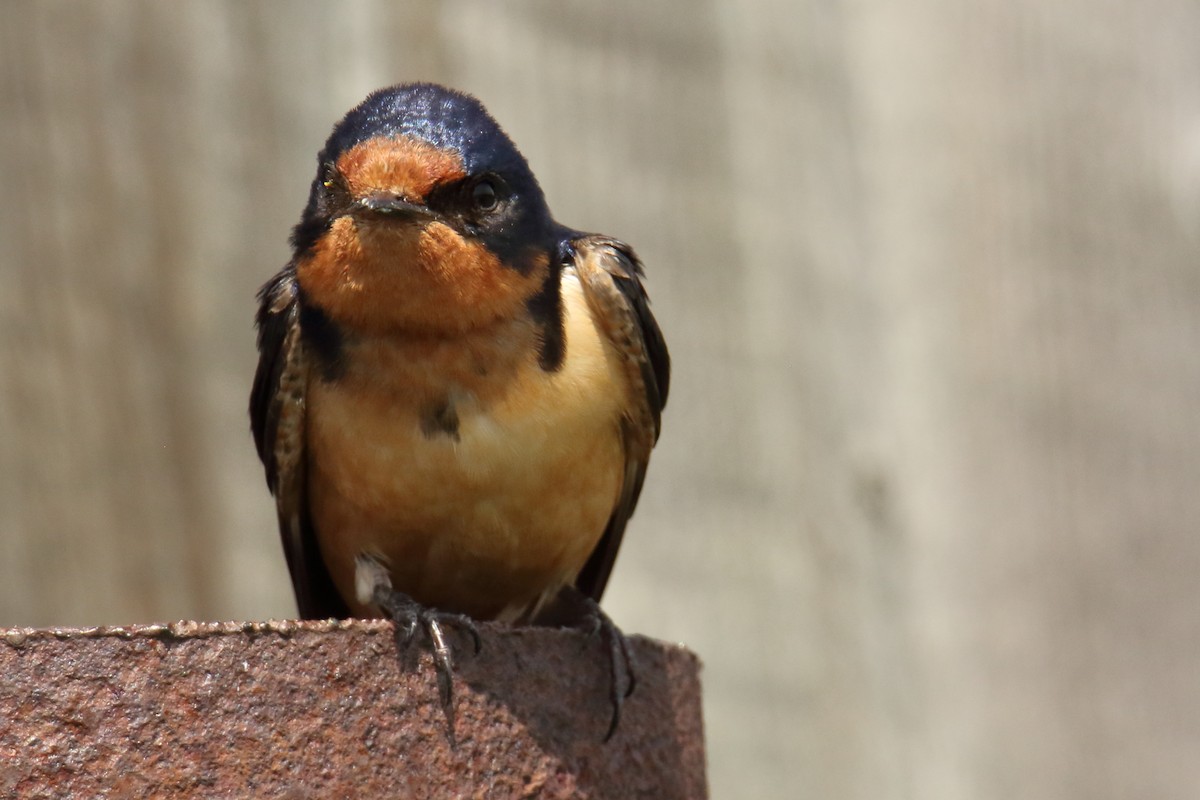 Barn Swallow - gord smith