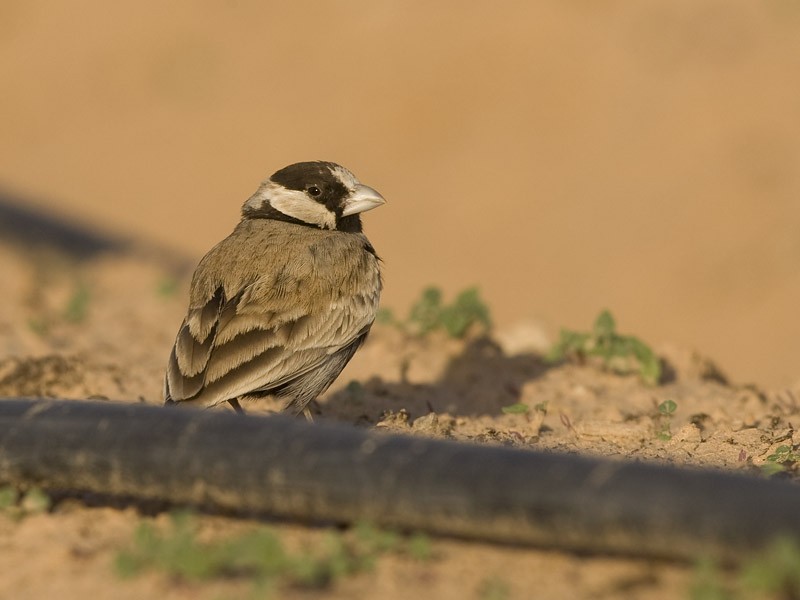 Black-crowned Sparrow-Lark - rony livne