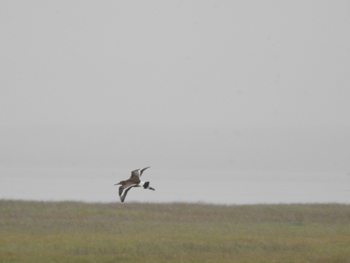 Black-tailed Godwit - ML109941971