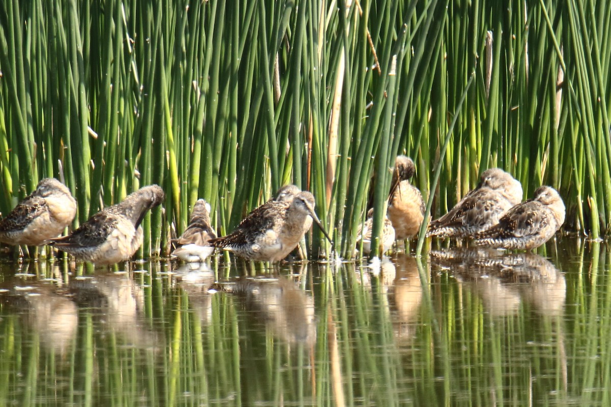 Long-billed Dowitcher - ML109942131