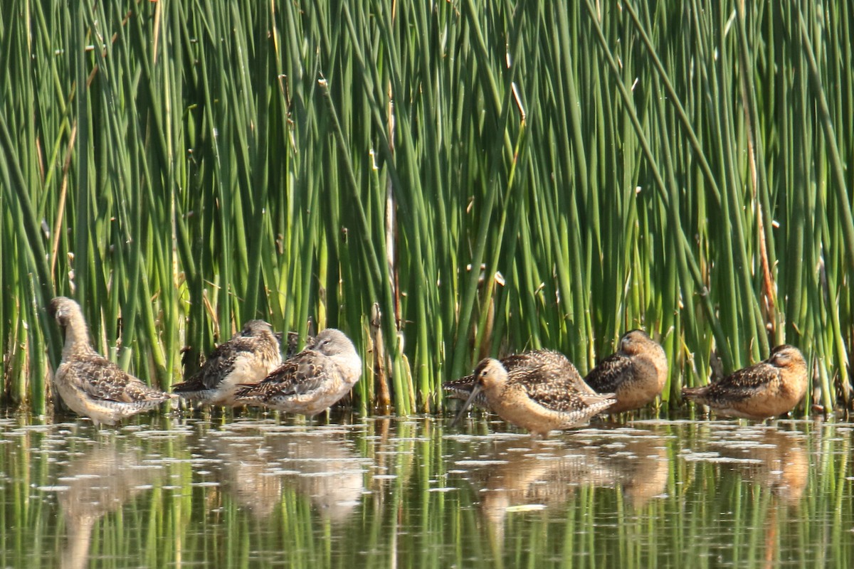 Long-billed Dowitcher - ML109942181