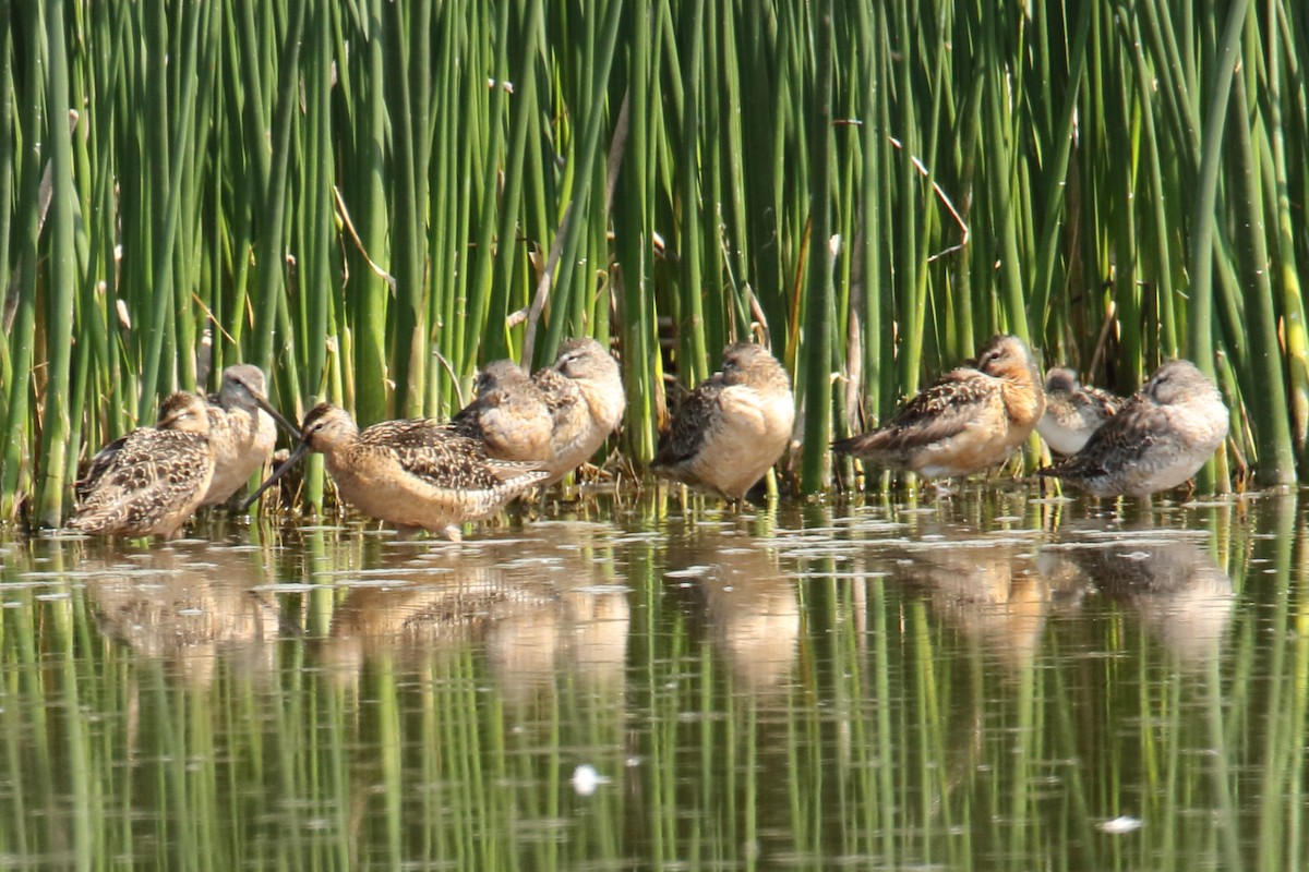Long-billed Dowitcher - ML109942231
