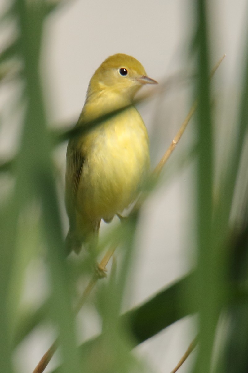 Yellow Warbler - gord smith