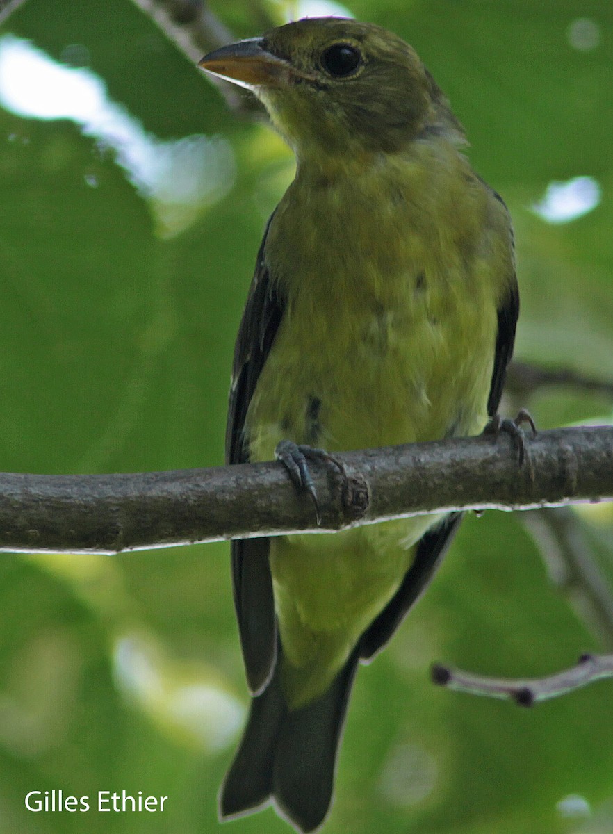 Scarlet Tanager - ML109943281