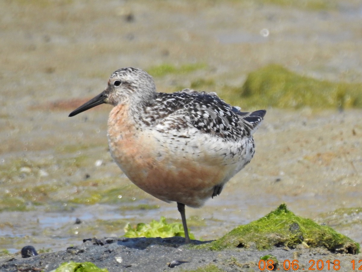 Red Knot - ML109946031