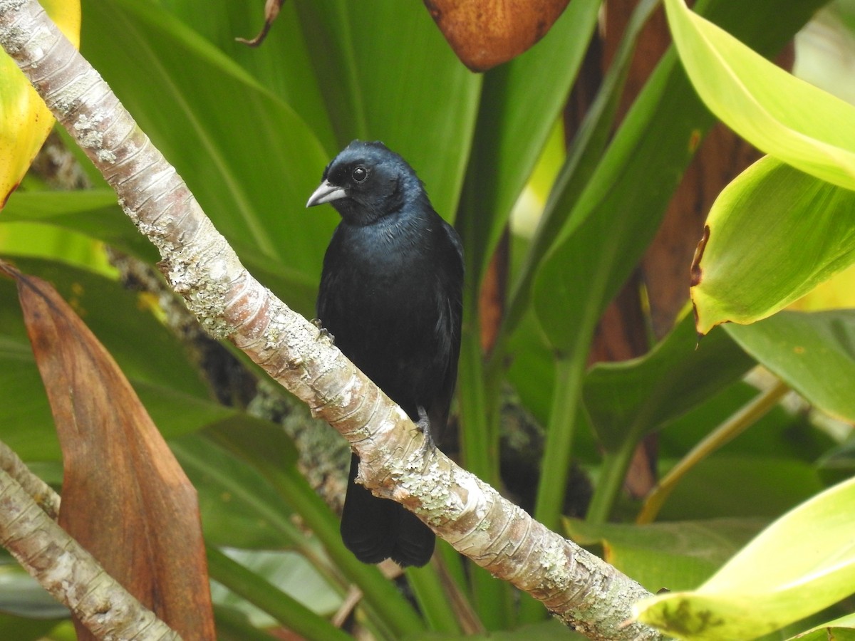 Ruby-crowned Tanager - ML109951031
