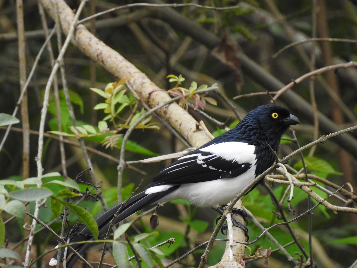 Magpie Tanager - ML109951871