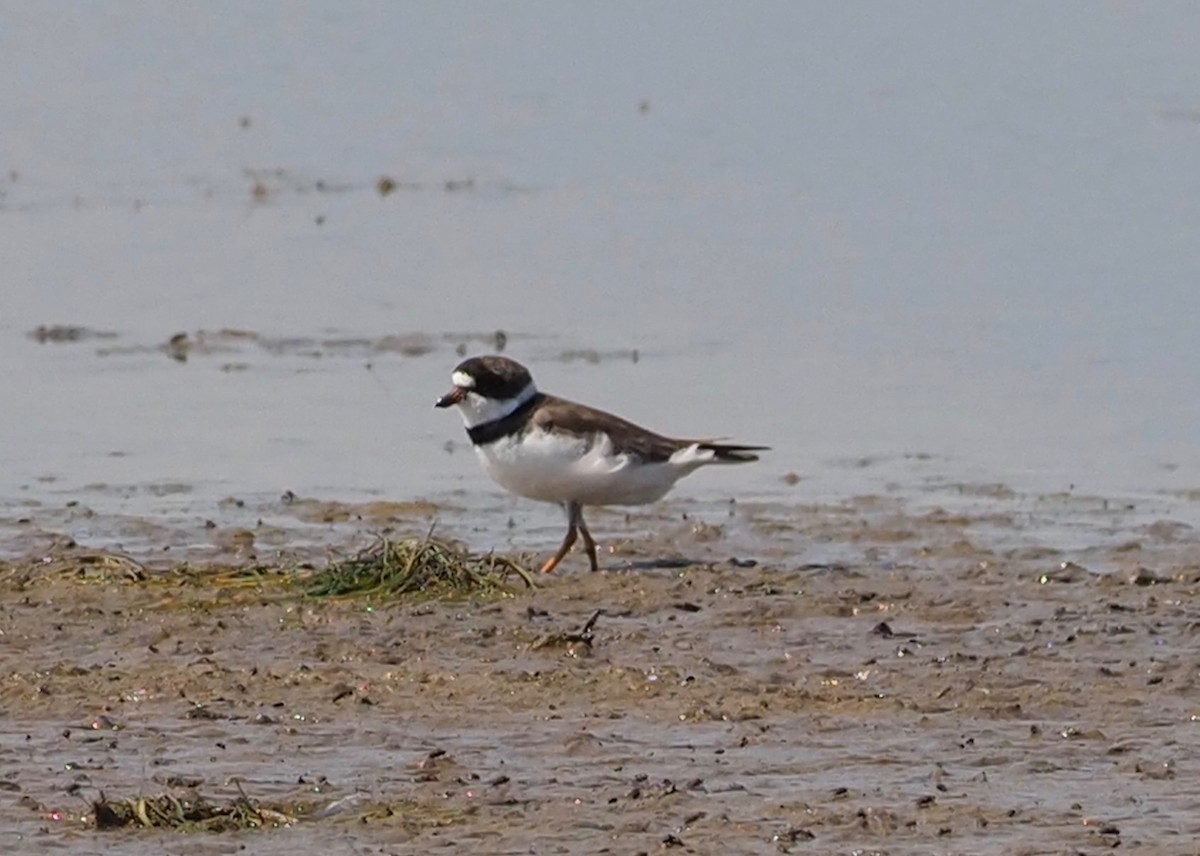 Semipalmated Plover - John Anderson