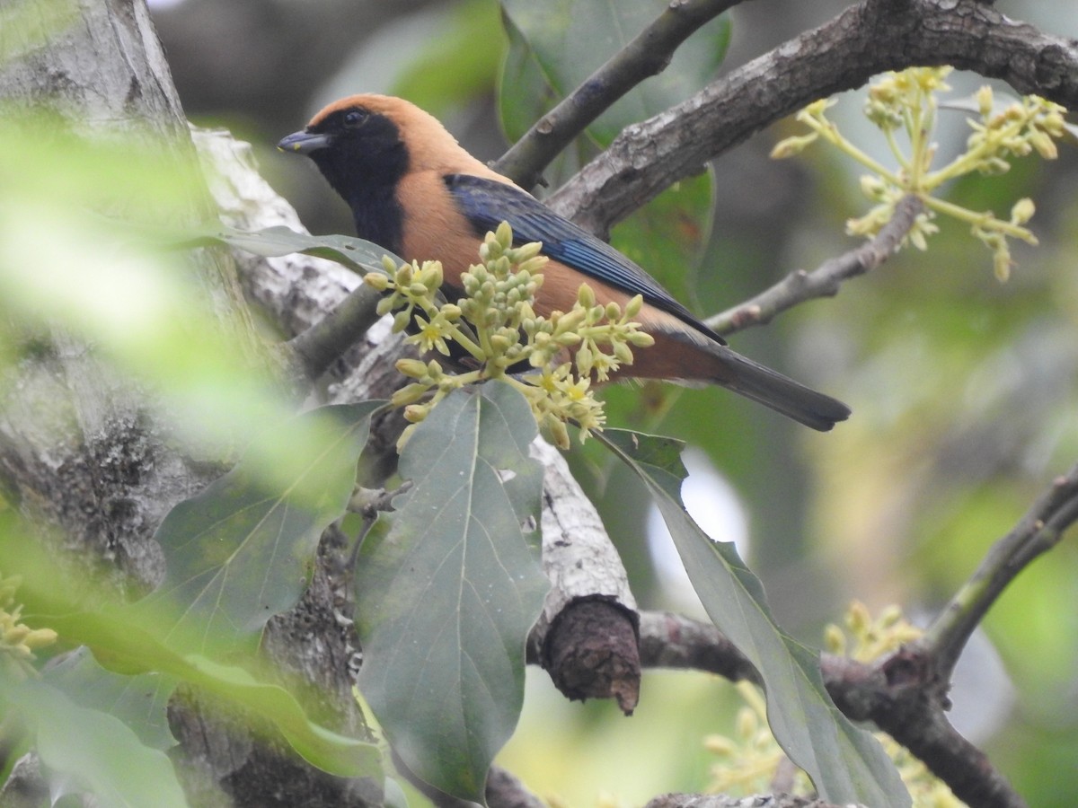 Burnished-buff Tanager - ML109952661