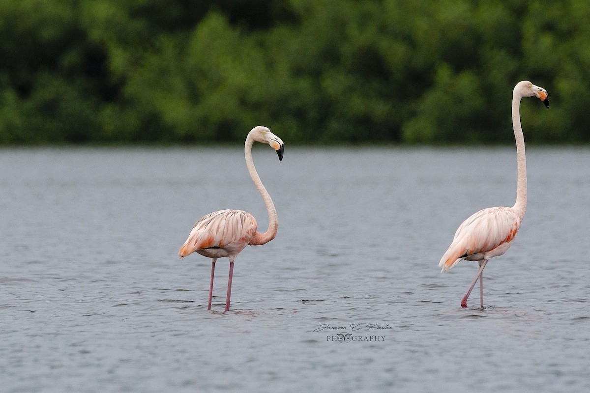 American Flamingo - Jerome Foster