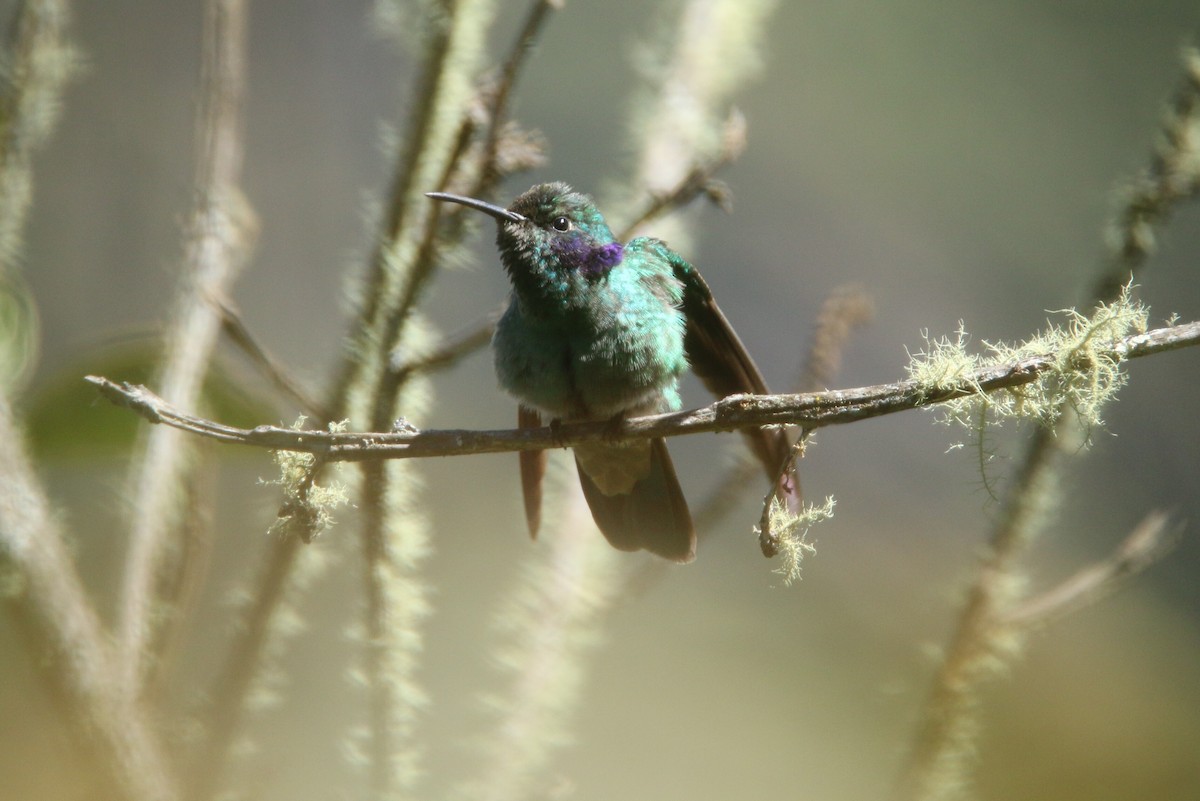 kolibřík modrouchý - ML109954591
