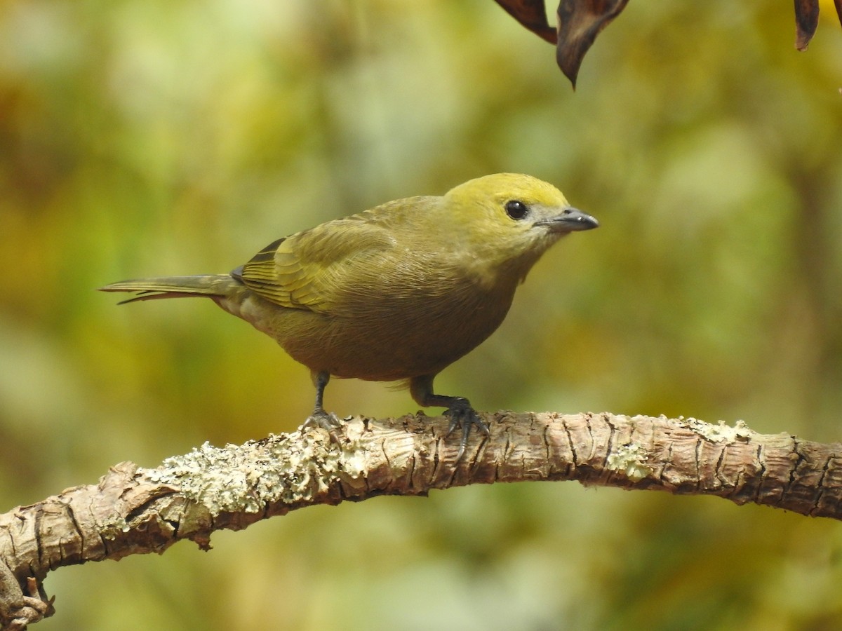 Palm Tanager - ML109954621