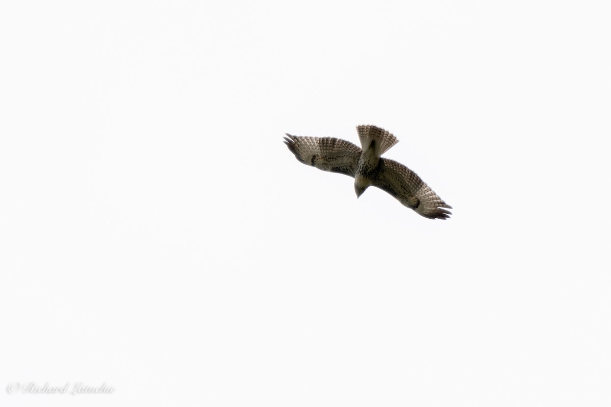 Red-tailed Hawk - Richard Latuchie