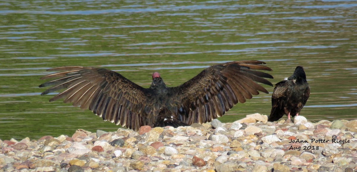 Turkey Vulture - ML109957631