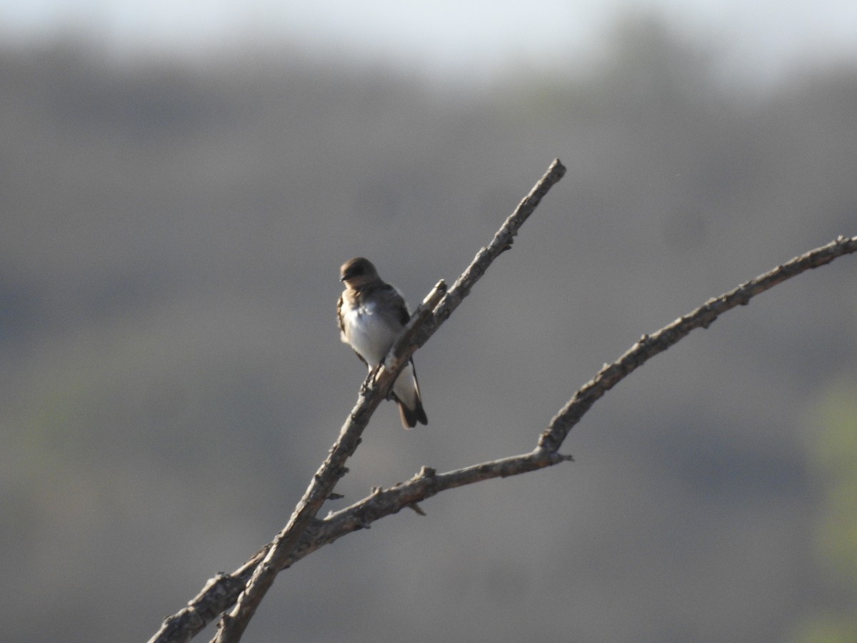 Northern Rough-winged Swallow - John Wilson