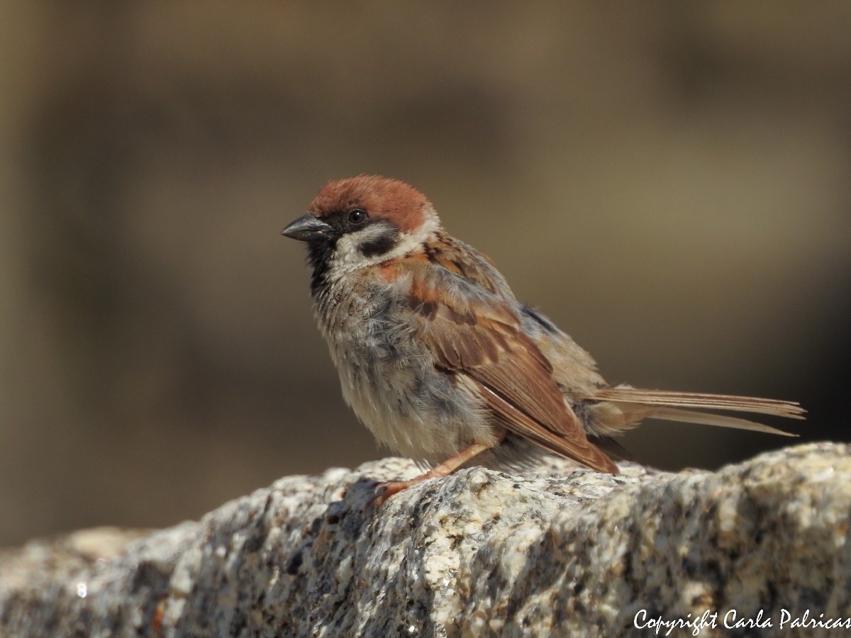Eurasian Tree Sparrow - Carla Palricas