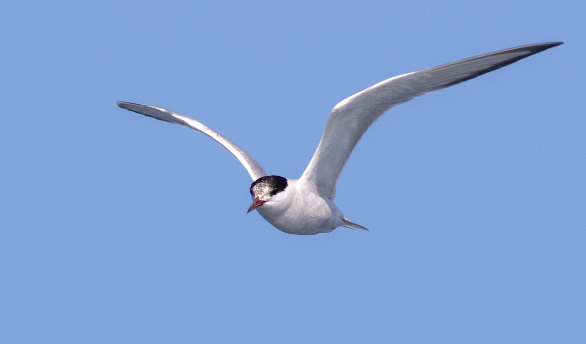 Common Tern - ML109959651