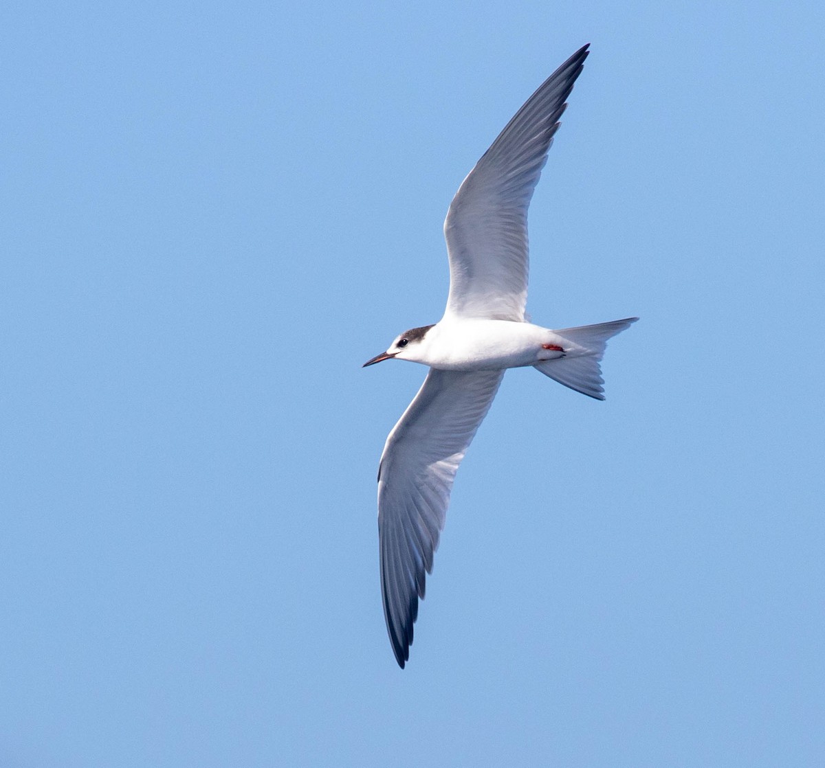 Common Tern - Mel Senac