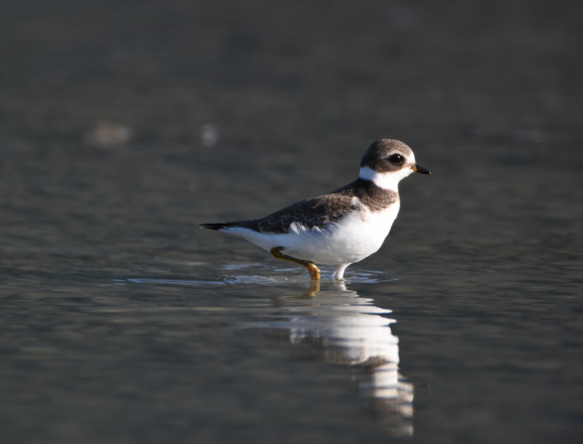 Semipalmated Plover - ML109961391