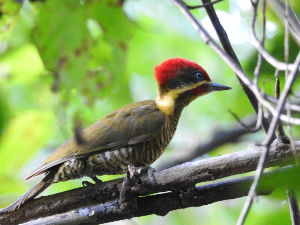 Golden-green Woodpecker - ML109961881