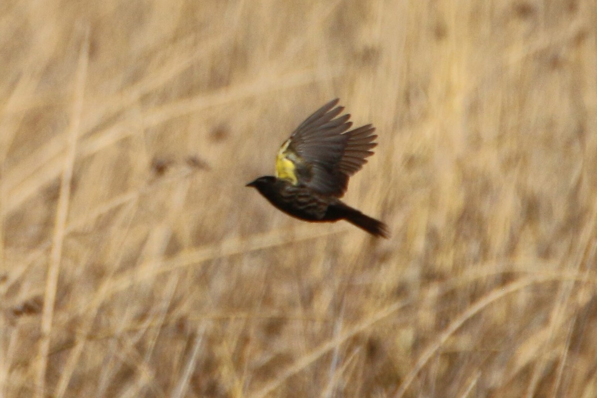 Yellow-winged Blackbird - ML109962391
