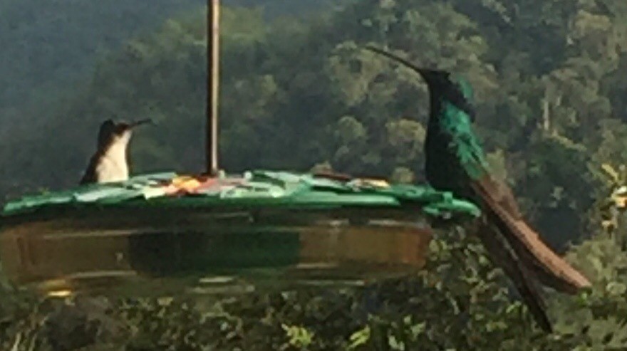 kolibřík modrolící - ML109965521