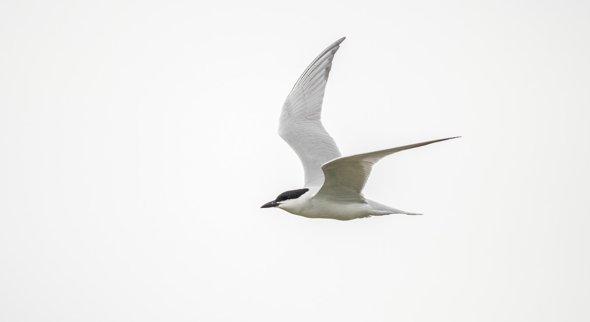 Gull-billed Tern - Simon Boivin