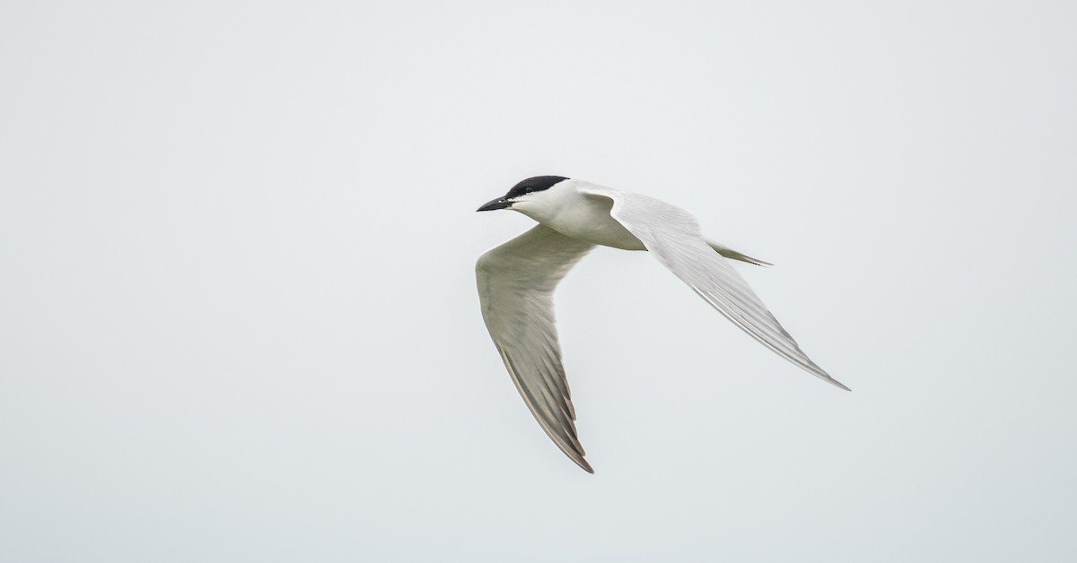 Gull-billed Tern - Simon Boivin