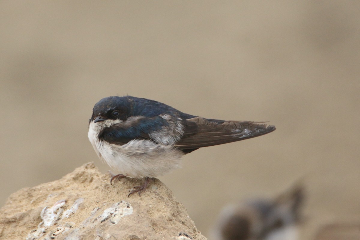 Blue-and-white Swallow - ML109969551