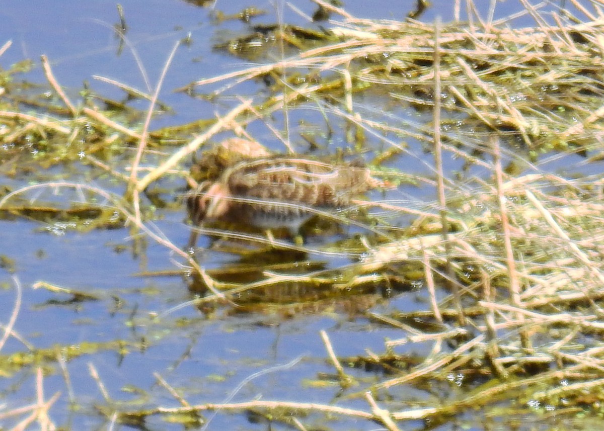 Wilson's Snipe - Betsy Taylor