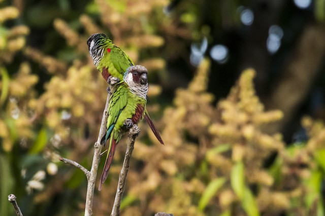 ハイムネウロコインコ Ebird