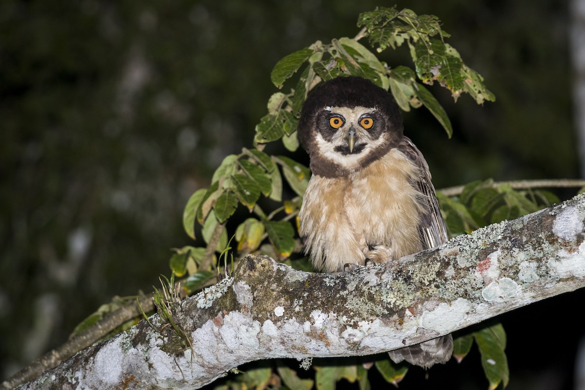 Spectacled Owl - Claudia Brasileiro