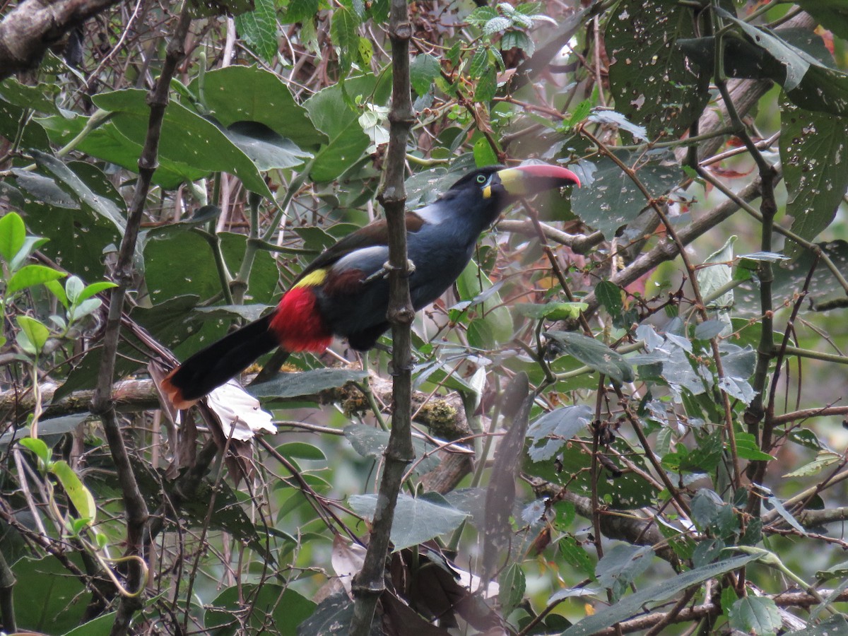 Gray-breasted Mountain-Toucan - Manuel Roncal